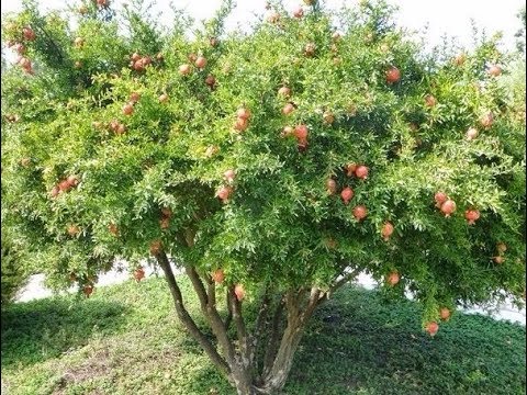 Anti germe pomme de terre espagne