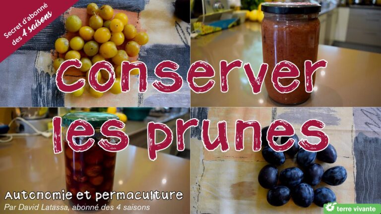 Que faire avec des prunes en bocaux