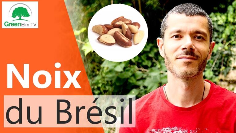 Noix du bresil avec coque