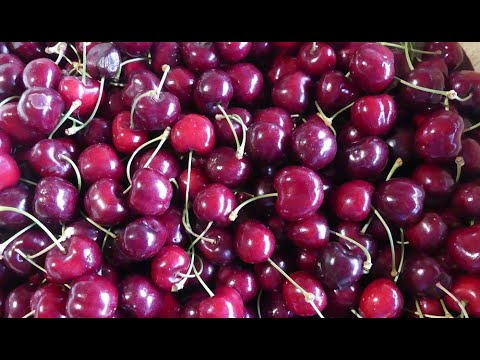 Comment conserver des cerises fra&icirc;ches en bocaux