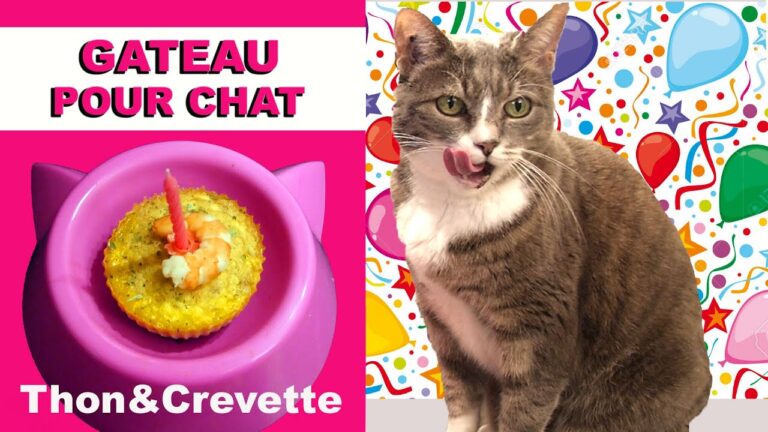 Gateau d anniversaire pour chat