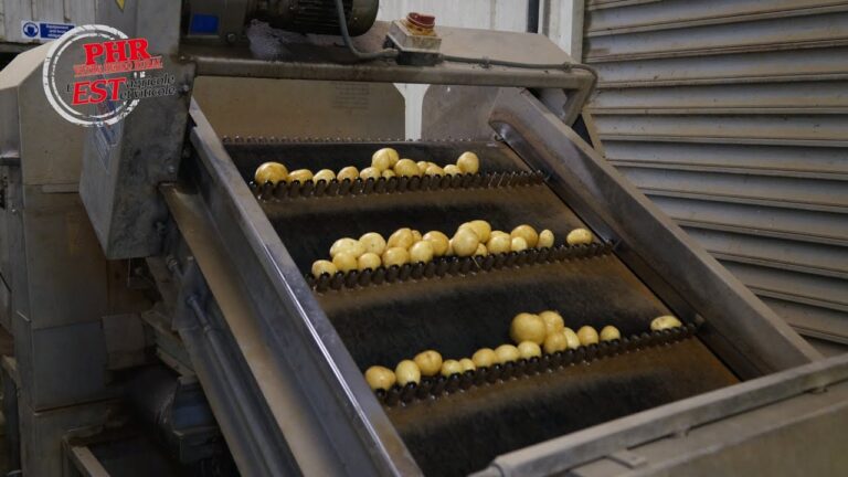 Pomme de terre en ligne