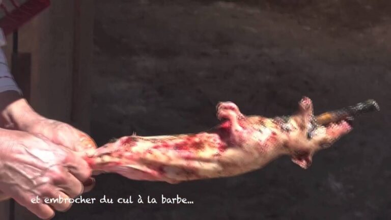 Recette de cochon d inde