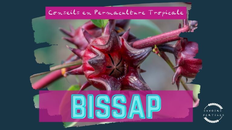 Avec ses fleurs rouges on pr&eacute;parer le bissap