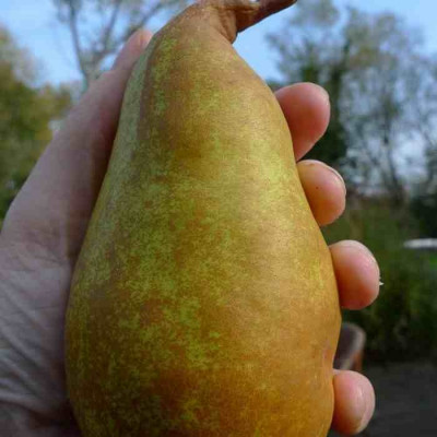 Grosse poire &agrave; faire cuire